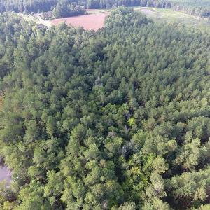 Photo of UNDER CONTRACT!  16 Acres of Hunting and Timber Land For Sale in Columbus County NC!