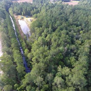 Photo of UNDER CONTRACT!  16 Acres of Hunting and Timber Land For Sale in Columbus County NC!