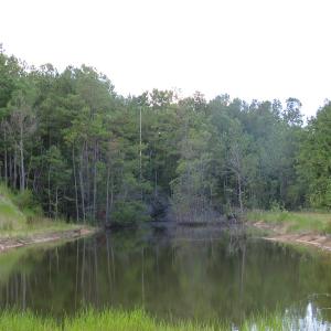 Photo of UNDER CONTRACT!  16 Acres of Hunting and Timber Land For Sale in Columbus County NC!