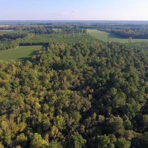 Photo of UNDER CONTRACT!  61.43 Acres of Farm and Timber Land For Sale in Wilson County NC!