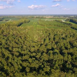 Photo of UNDER CONTRACT!  61.43 Acres of Farm and Timber Land For Sale in Wilson County NC!