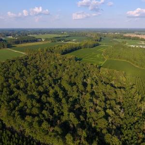 Photo of UNDER CONTRACT!  61.43 Acres of Farm and Timber Land For Sale in Wilson County NC!