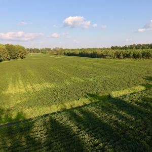 Photo of UNDER CONTRACT!  61.43 Acres of Farm and Timber Land For Sale in Wilson County NC!