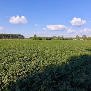 Photo of UNDER CONTRACT!  61.43 Acres of Farm and Timber Land For Sale in Wilson County NC!