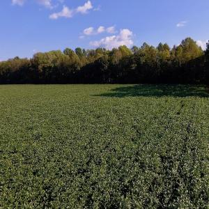 Photo of UNDER CONTRACT!  61.43 Acres of Farm and Timber Land For Sale in Wilson County NC!