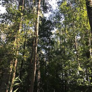 Photo of UNDER CONTRACT!  61.43 Acres of Farm and Timber Land For Sale in Wilson County NC!