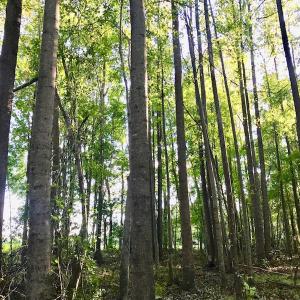 Photo of UNDER CONTRACT!  61.43 Acres of Farm and Timber Land For Sale in Wilson County NC!
