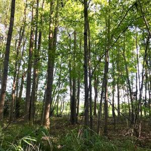Photo of UNDER CONTRACT!  61.43 Acres of Farm and Timber Land For Sale in Wilson County NC!