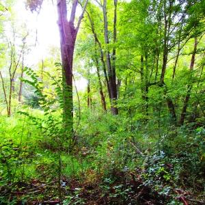 Photo of UNDER CONTRACT!  10.08 Acres of Hunting Land For Sale in Warren County NC!