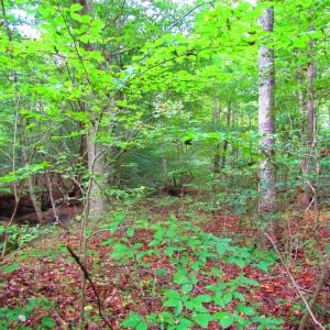 Photo of UNDER CONTRACT!  10.08 Acres of Hunting Land For Sale in Warren County NC!