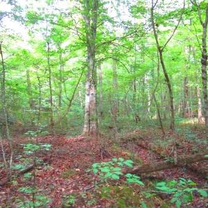 Photo of UNDER CONTRACT!  10.08 Acres of Hunting Land For Sale in Warren County NC!
