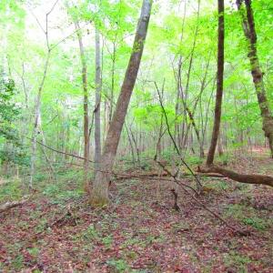 Photo of UNDER CONTRACT!  10.08 Acres of Hunting Land For Sale in Warren County NC!