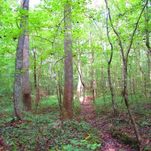 Photo of UNDER CONTRACT!  10.08 Acres of Hunting Land For Sale in Warren County NC!