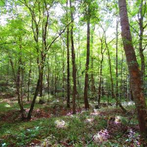 Photo of UNDER CONTRACT!  10.08 Acres of Hunting Land For Sale in Warren County NC!