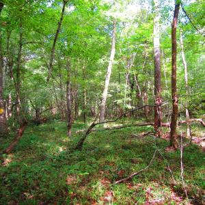 Photo of UNDER CONTRACT!  10.08 Acres of Hunting Land For Sale in Warren County NC!