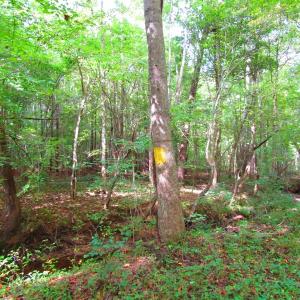 Photo of UNDER CONTRACT!  10.08 Acres of Hunting Land For Sale in Warren County NC!