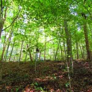 Photo of UNDER CONTRACT!  10.08 Acres of Hunting Land For Sale in Warren County NC!