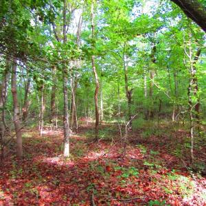 Photo of UNDER CONTRACT!  10.08 Acres of Hunting Land For Sale in Warren County NC!
