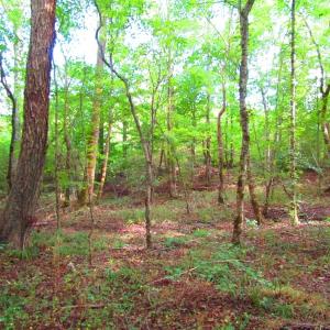 Photo of UNDER CONTRACT!  10.08 Acres of Hunting Land For Sale in Warren County NC!