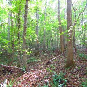 Photo of UNDER CONTRACT!  10.08 Acres of Hunting Land For Sale in Warren County NC!