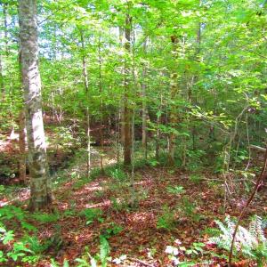 Photo of UNDER CONTRACT!  10.08 Acres of Hunting Land For Sale in Warren County NC!