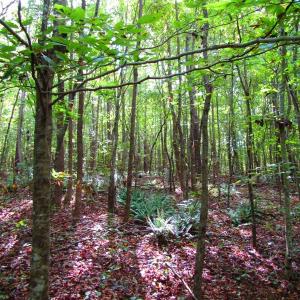 Photo of UNDER CONTRACT!  10.08 Acres of Hunting Land For Sale in Warren County NC!