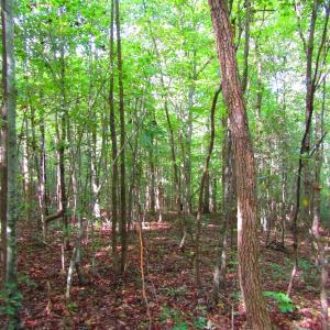 Photo of UNDER CONTRACT!  10.08 Acres of Hunting Land For Sale in Warren County NC!