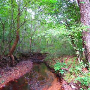 Photo of UNDER CONTRACT!  10.08 Acres of Hunting Land For Sale in Warren County NC!