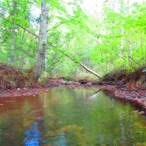 Photo of UNDER CONTRACT!  10.08 Acres of Hunting Land For Sale in Warren County NC!