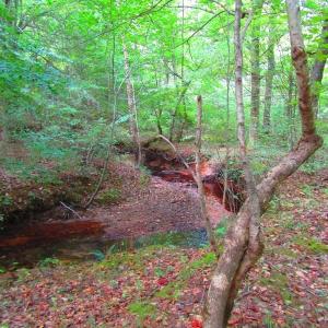 Photo of UNDER CONTRACT!  10.08 Acres of Hunting Land For Sale in Warren County NC!
