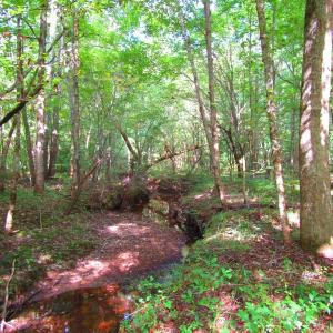 Photo of UNDER CONTRACT!  10.08 Acres of Hunting Land For Sale in Warren County NC!