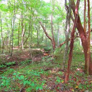 Photo of UNDER CONTRACT!  10.08 Acres of Hunting Land For Sale in Warren County NC!