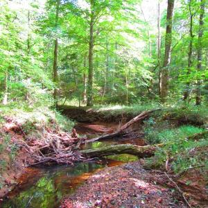 Photo of UNDER CONTRACT!  10.08 Acres of Hunting Land For Sale in Warren County NC!
