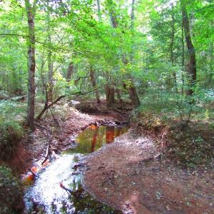 Photo of UNDER CONTRACT!  10.08 Acres of Hunting Land For Sale in Warren County NC!