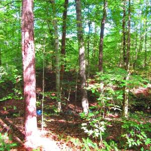Photo of UNDER CONTRACT!  10.08 Acres of Hunting Land For Sale in Warren County NC!