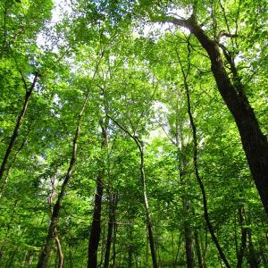 Photo of UNDER CONTRACT!  10.08 Acres of Hunting Land For Sale in Warren County NC!