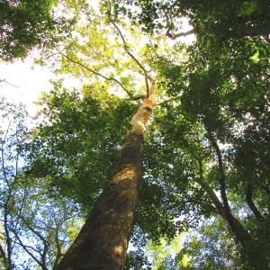 Photo of UNDER CONTRACT!  10.08 Acres of Hunting Land For Sale in Warren County NC!