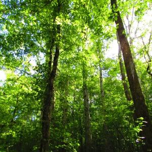 Photo of UNDER CONTRACT!  10.08 Acres of Hunting Land For Sale in Warren County NC!