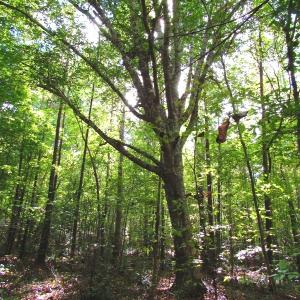 Photo of UNDER CONTRACT!  10.08 Acres of Hunting Land For Sale in Warren County NC!