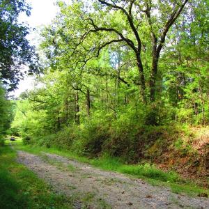 Photo of UNDER CONTRACT!  10.08 Acres of Hunting Land For Sale in Warren County NC!