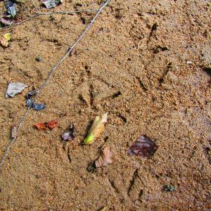 Photo of UNDER CONTRACT!  10.08 Acres of Hunting Land For Sale in Warren County NC!