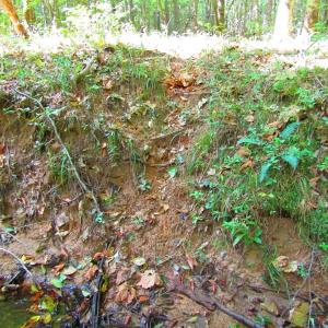 Photo of UNDER CONTRACT!  10.08 Acres of Hunting Land For Sale in Warren County NC!