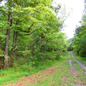 Photo of UNDER CONTRACT!  10.08 Acres of Hunting Land For Sale in Warren County NC!
