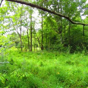 Photo of UNDER CONTRACT!  10.08 Acres of Hunting Land For Sale in Warren County NC!