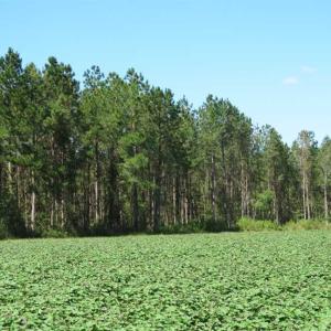 Photo of SOLD!!  97 Acres of Farm and Timber Land For Sale in Columbus County NC!