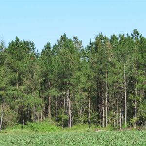 Photo of SOLD!!  97 Acres of Farm and Timber Land For Sale in Columbus County NC!