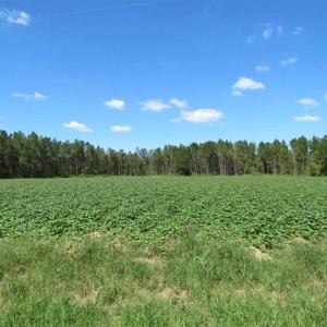 Photo of SOLD!!  97 Acres of Farm and Timber Land For Sale in Columbus County NC!