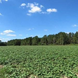 Photo of SOLD!!  97 Acres of Farm and Timber Land For Sale in Columbus County NC!