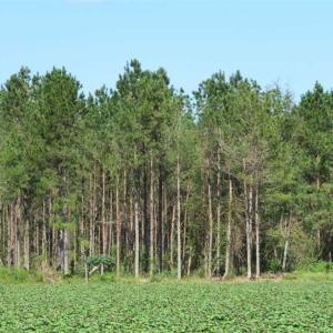 Photo of SOLD!!  97 Acres of Farm and Timber Land For Sale in Columbus County NC!
