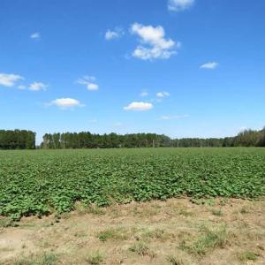 Photo of SOLD!!  97 Acres of Farm and Timber Land For Sale in Columbus County NC!